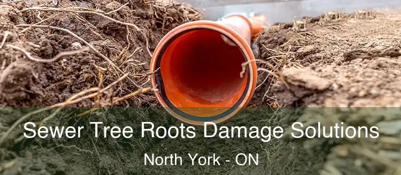  Sewer Tree Roots Damage Solutions North York - ON